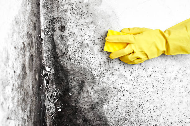 Best Attic Mold Removal  in Rancho Mirage, CA