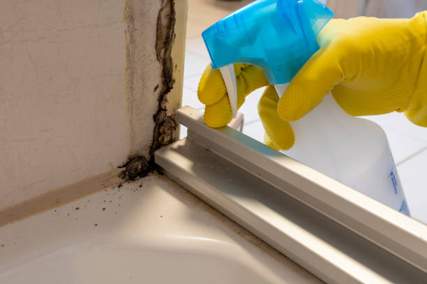 Best Fast Mold Removal  in Rancho Mirage, CA