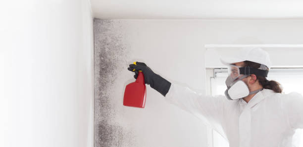 Best Black Mold Removal  in Rancho Mirage, CA