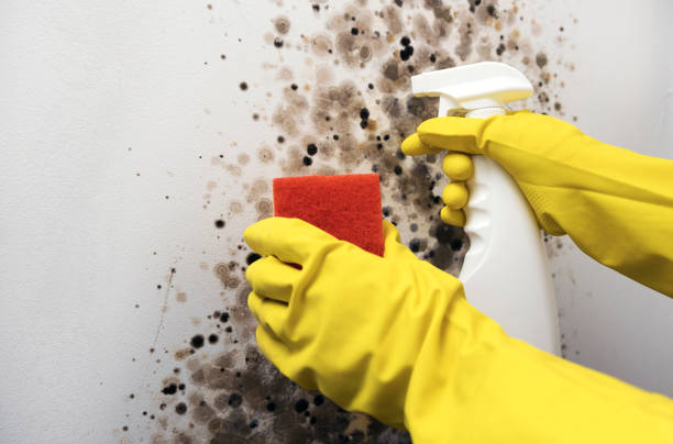 Best Office Mold Removal Services  in Rancho Mirage, CA