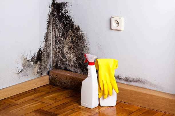 Best Residential Mold Removal  in Rancho Mirage, CA