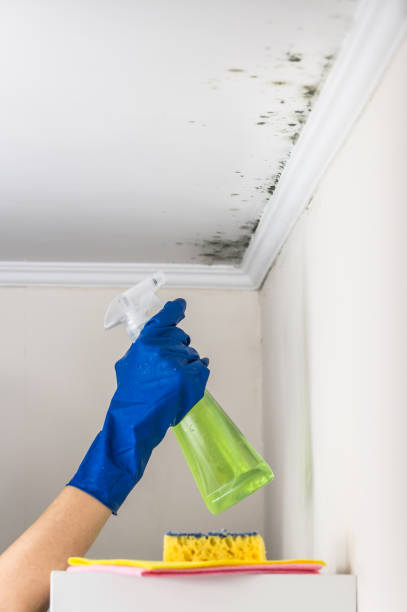 Best Toxic Mold Removal  in Rancho Mirage, CA